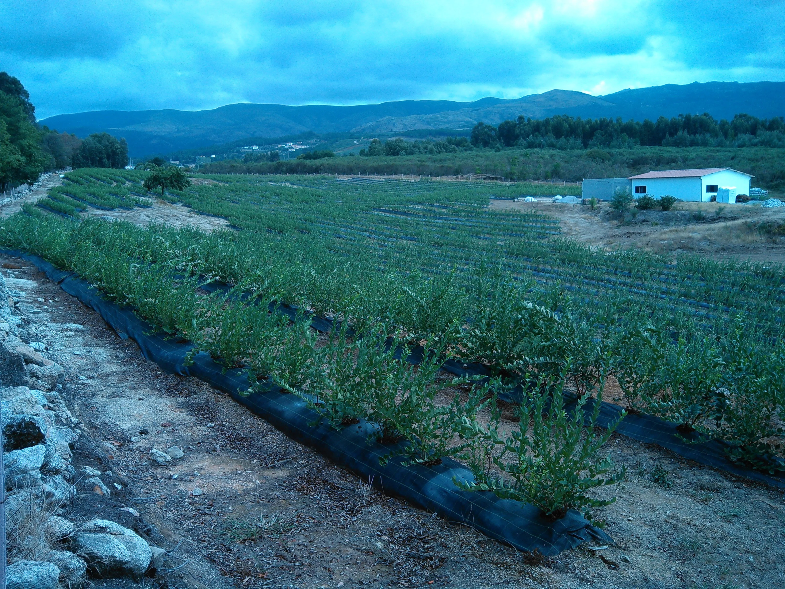 IMG_20170829_142529 Santa Clara Blueberry Farm for sale in Moimenta da Serra Portugal
